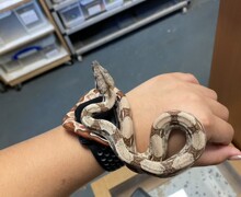 Original 18F2A4F9 D9E0 4373 AF55 E215407B22C0