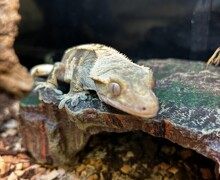 Processed 1FF67A77 AB57 4290 9D09 14F407696968