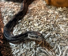 Processed E85CC39C 158D 49E0 8E16 A590B755607A