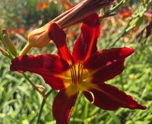 IMG 20250711 WA0032