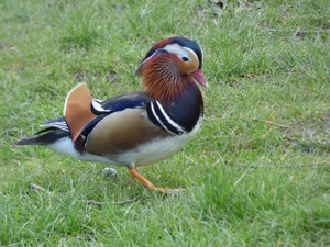 Mandarin duck copy